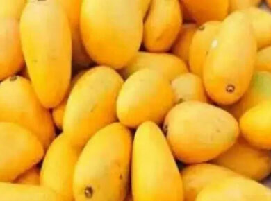 India's Mango Exports Surge: US Emerges as Top Destination